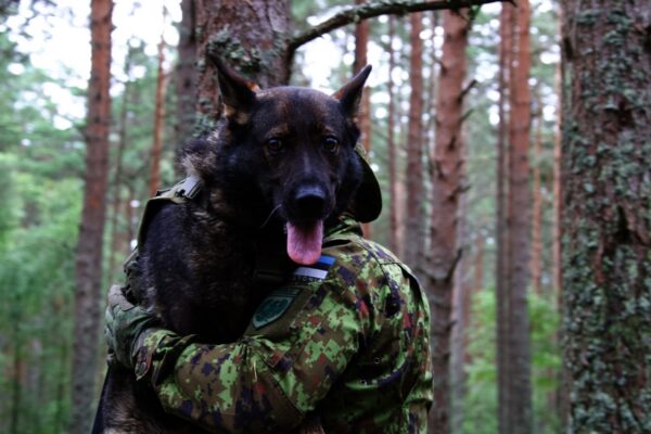Manhunti meeskonda kuuluv teenistuskoer Nora