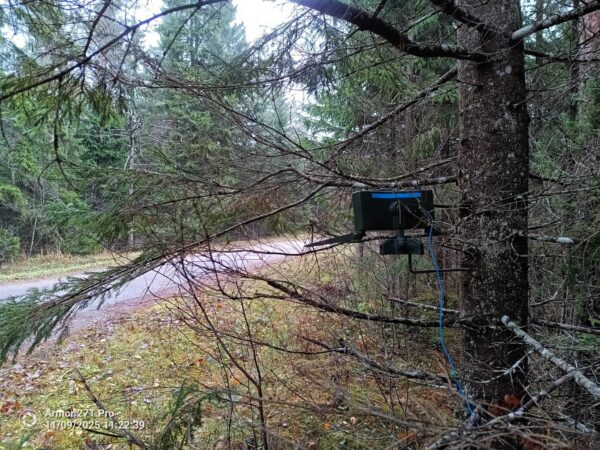 Läbi kuuse okste on näha metsateed ja puuküljes olevat kaamerat