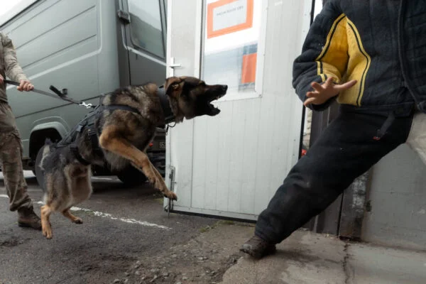 Sõjaväepolitsei K-9 koertegrupp